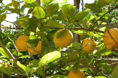 several lemons growing on a tree with green leaves and sunlight shining through the branches