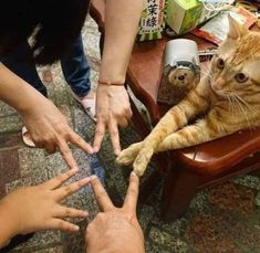 an orange cat sitting on top of a wooden chair next to two people reaching out their hands