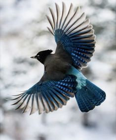 a blue bird flying through the air with its wings spread out and it's head turned to the side