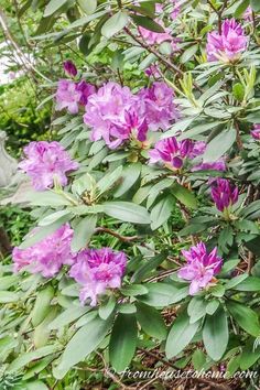 purple flowers are blooming in the garden