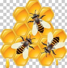 three bees sitting on top of honeycombs in front of the words, bee