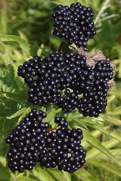 some black berries are hanging from a tree