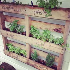 a wooden pallet filled with plants on top of a white wall next to a tree