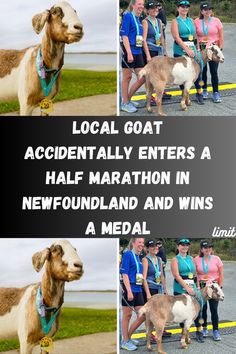 several pictures of dogs and their owners with the caption local goat accidentally enters a half marathon in newfoundland and wins a medal