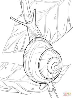 a snail crawling on top of a leaf in the forest coloring page for children and adults