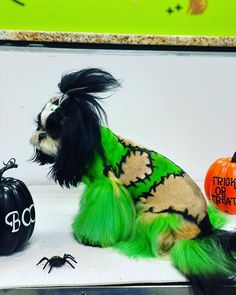 a dog dressed in green and black sitting next to two pumpkins