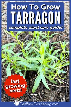 a tarragon herb plant growing in soil Growing Tarragon, Tarragon Plant, Sun Water, Liquid Fertilizer, Hardy Plants