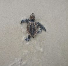 a baby turtle crawling out of the sand