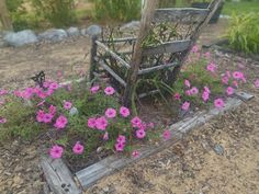 some pink flowers are growing out of an old wooden chair in the middle of a garden