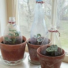 three pots with plants in them sitting on a window sill next to a bottle