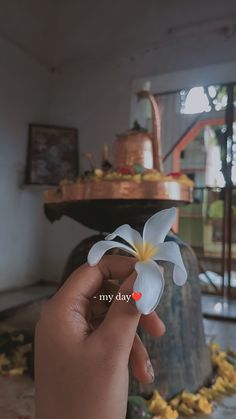 a person holding a flower in their hand