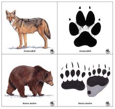 four different types of animals with their paws