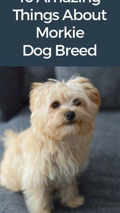 a small dog sitting on top of a couch with the words 10 amazing things about morkie dog breed