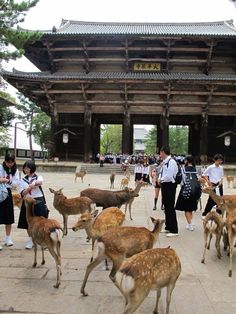 several deer in front of a building with people standing around it and looking at them