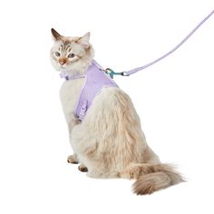 a white cat wearing a purple harness