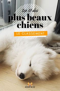 a white dog laying on top of a wooden floor next to a window with the words plus beaux chiens written above it