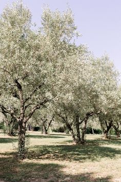 Charming Château de Sannes, with a authentic rehearsal dinner under the olive three in Provence. Sophisticated Wedding, Wedding Dinner