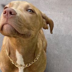 a brown and white dog with a gold chain on it's collar looking up