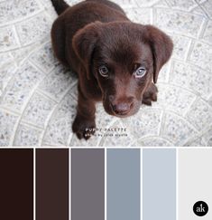 a brown puppy sitting on top of a floor next to a blue and gray color scheme