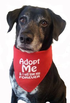 a dog wearing a red bandana that says adopt me and i will love you forever