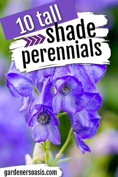 Tall Shade Perennials (10 Flowering Plants That Bloom In The Shade) | Gardening Tall Shade Perennials, Walking Iris, Perennial Bushes, Flowering Shade Plants, Plants That Like Shade, Ground Orchids, Shade Landscaping, Flowering Perennials, Shade Gardening