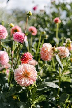 pink and white flowers in a field with green leaves