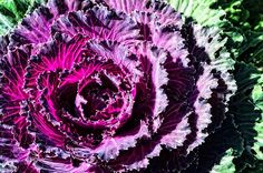 purple and green lettuce growing in the garden