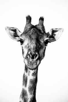 a black and white photo of a giraffe with its head turned to the side