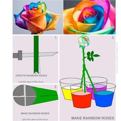 the process of making rainbow - colored roses is shown in three different stages, including color mixing