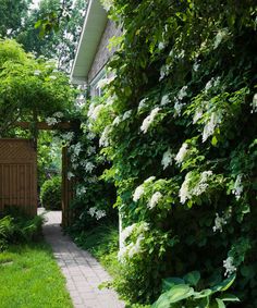 a garden with green plants and white flowers