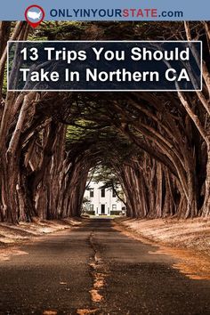 a road lined with trees and the words 3 tips you should take in northern ca