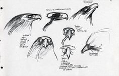 sketches of different types of birds and their beaks