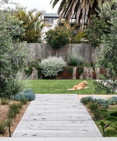 a dog is laying down in the grass near a path that leads to a fence