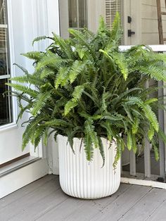 a potted plant is sitting on the porch