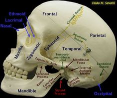 an image of a human skull labeled with labels