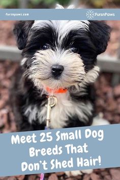 a small black and white dog sitting in the dirt