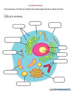 an animal cell is labeled in the diagram below it's name and description for each cell