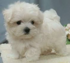 a small white dog sitting on top of a bed