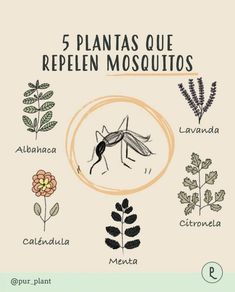 an insect with the words 5 plantas que repein mosquitoos in spanish and english