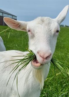 a close up of a goat with grass in it's mouth on a field