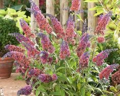 purple flowers are blooming in the garden next to a potted plant with green leaves