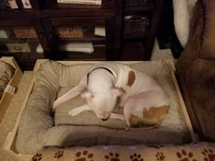 a dog is laying in his bed on the floor