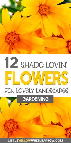 yellow flowers with the words 12 shade lovin'flowers for lovely landscapes gardening on it