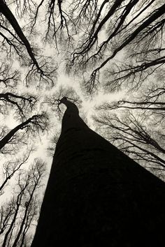 looking up at the tops of tall trees in a forest with no leaves on them