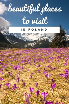 purple flowers in the middle of a field with mountains in the background