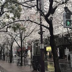 a city street filled with lots of trees covered in white flowers and green traffic lights