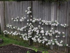 white flowers growing on the side of a wooden fence next to a small garden bed