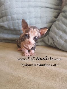 a hairless cat sitting on top of a couch