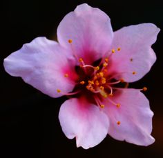 a pink flower with yellow stamens on it