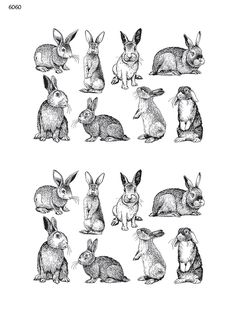 an image of rabbits in different positions